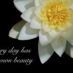 water lily, water flower, poetry, saying, poetry, poetry, poetry, poetry, poetry