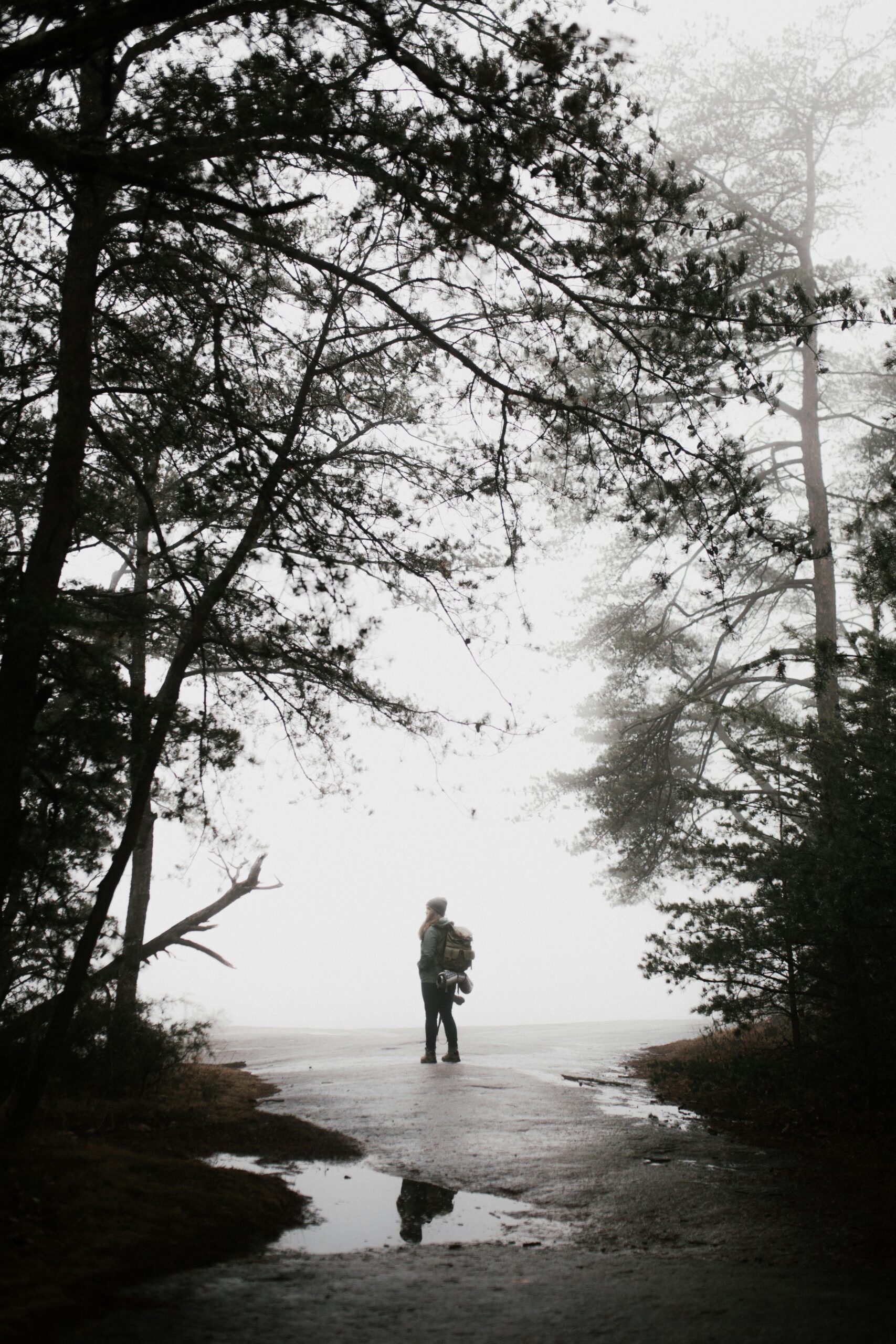 Home A lone hiker explores the misty forest pathways of Roaring Gap, NC, surrounded by towering trees.